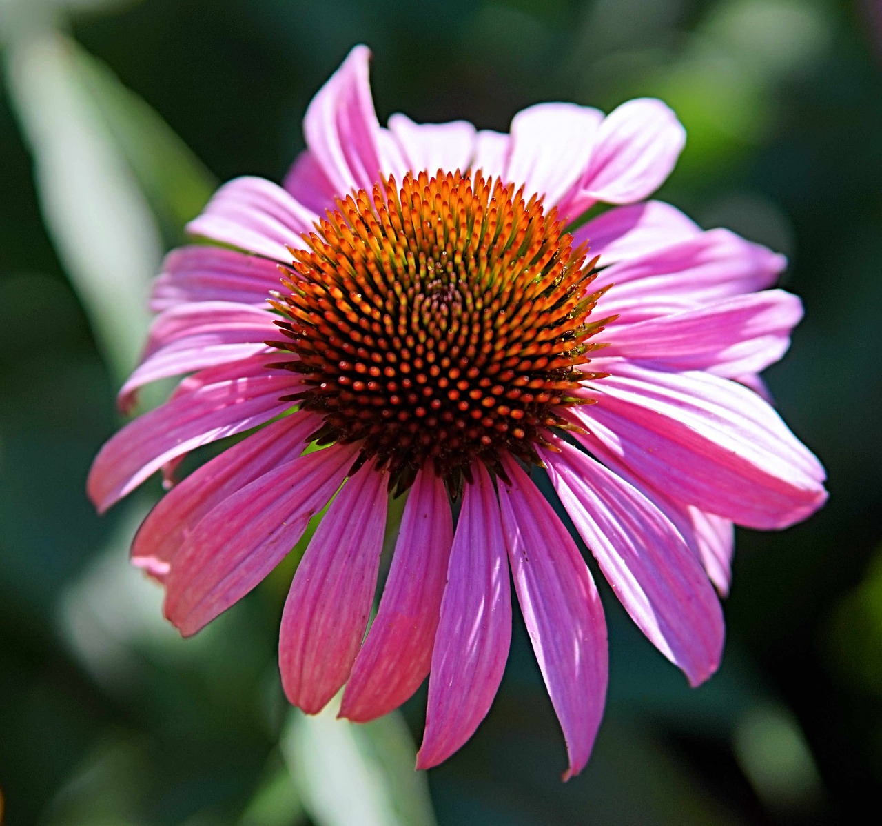 echinacea  flower  blossom free photo