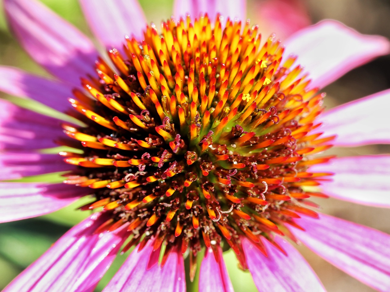 echinacea  flower  blossom free photo