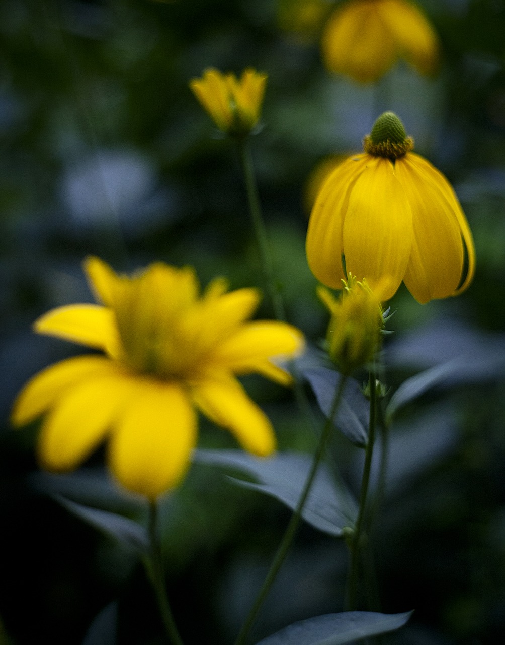 echinacea  flower  yellow free photo