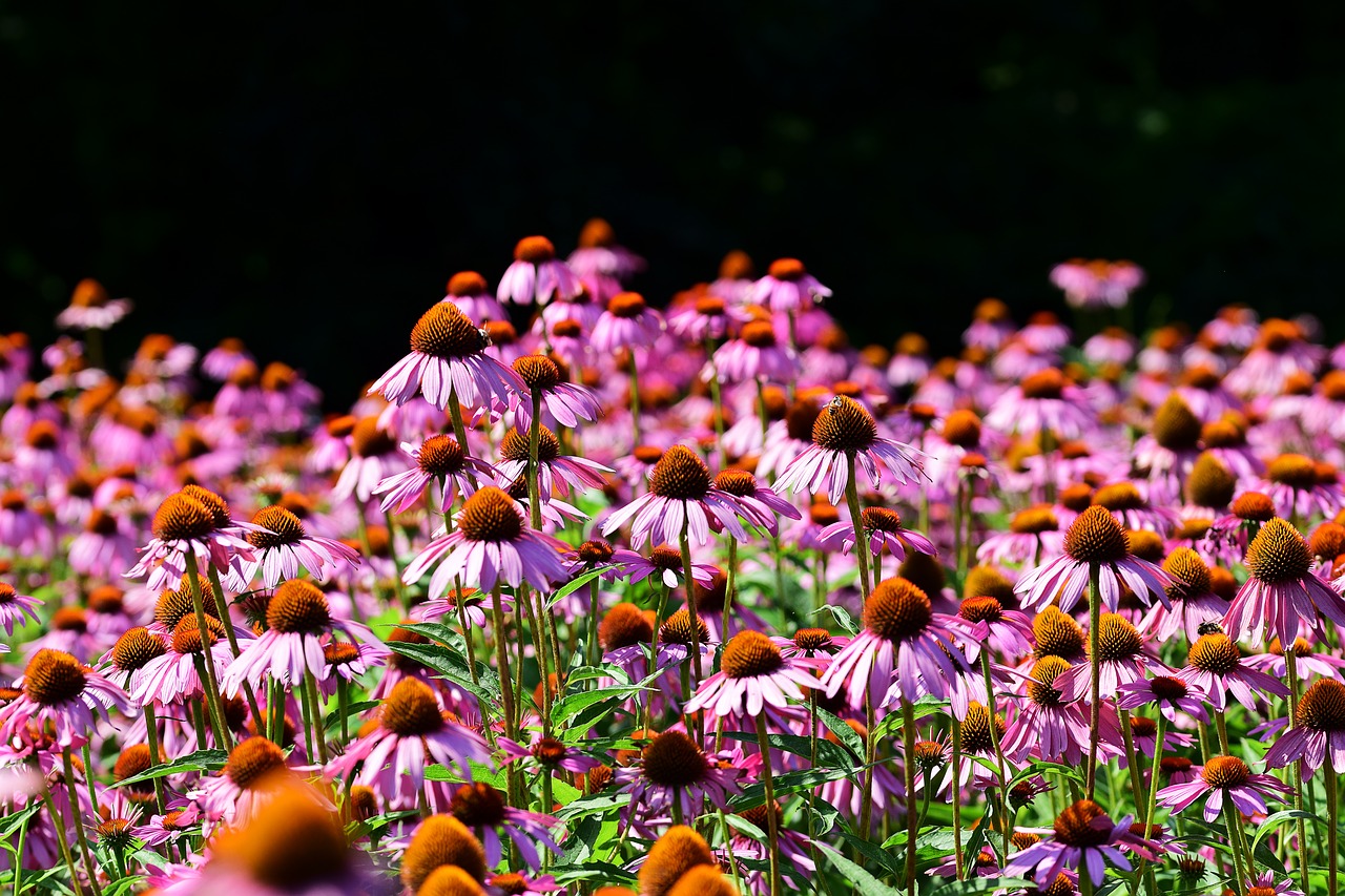 echinacea  summer  field free photo