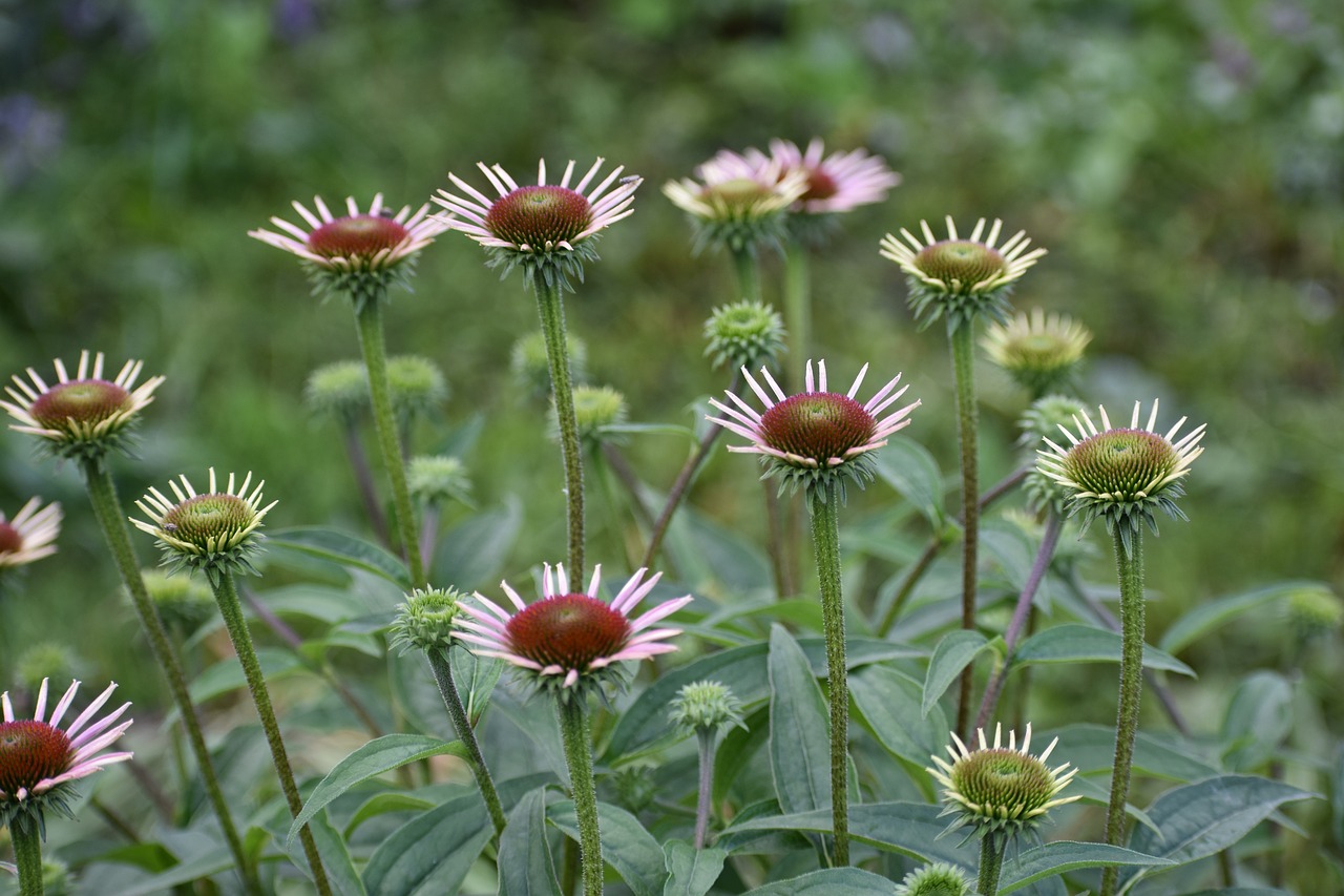 echinacea  purple  flowers free photo