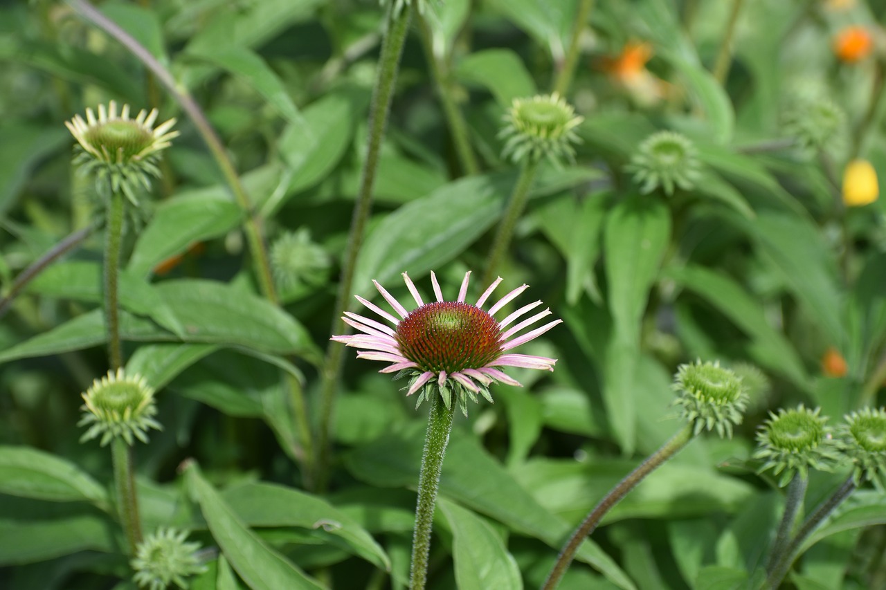 echinacea  purple  young free photo