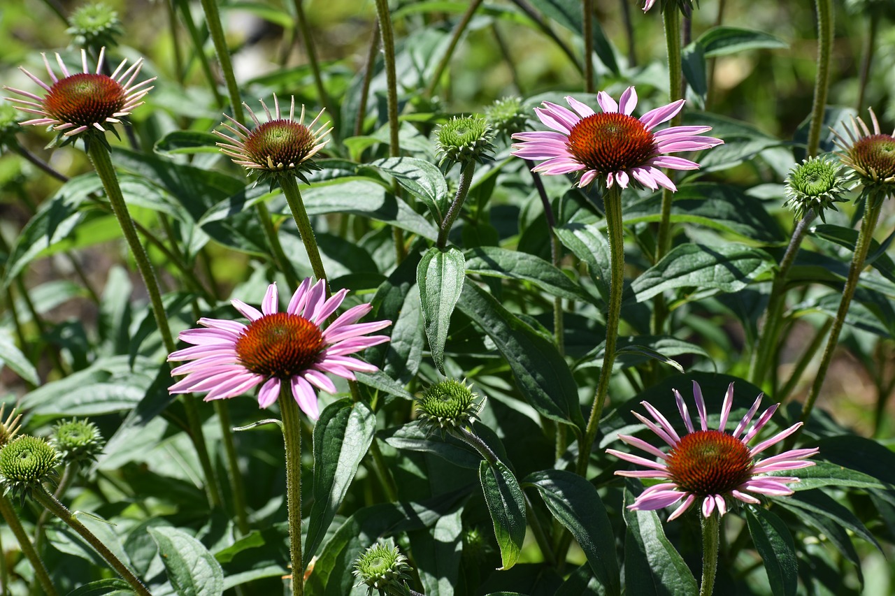 echinacea  purple  bush free photo