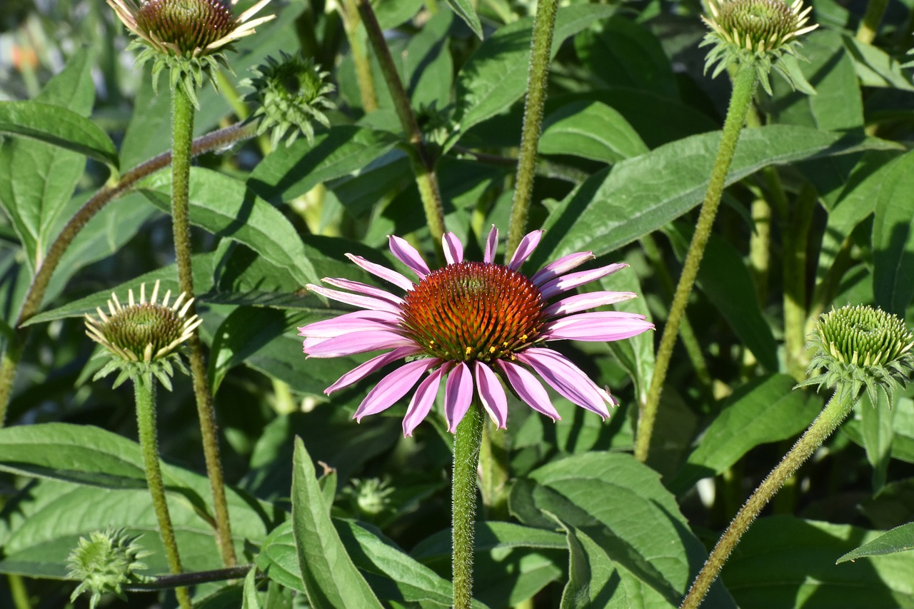 echinacea  purple  bush free photo