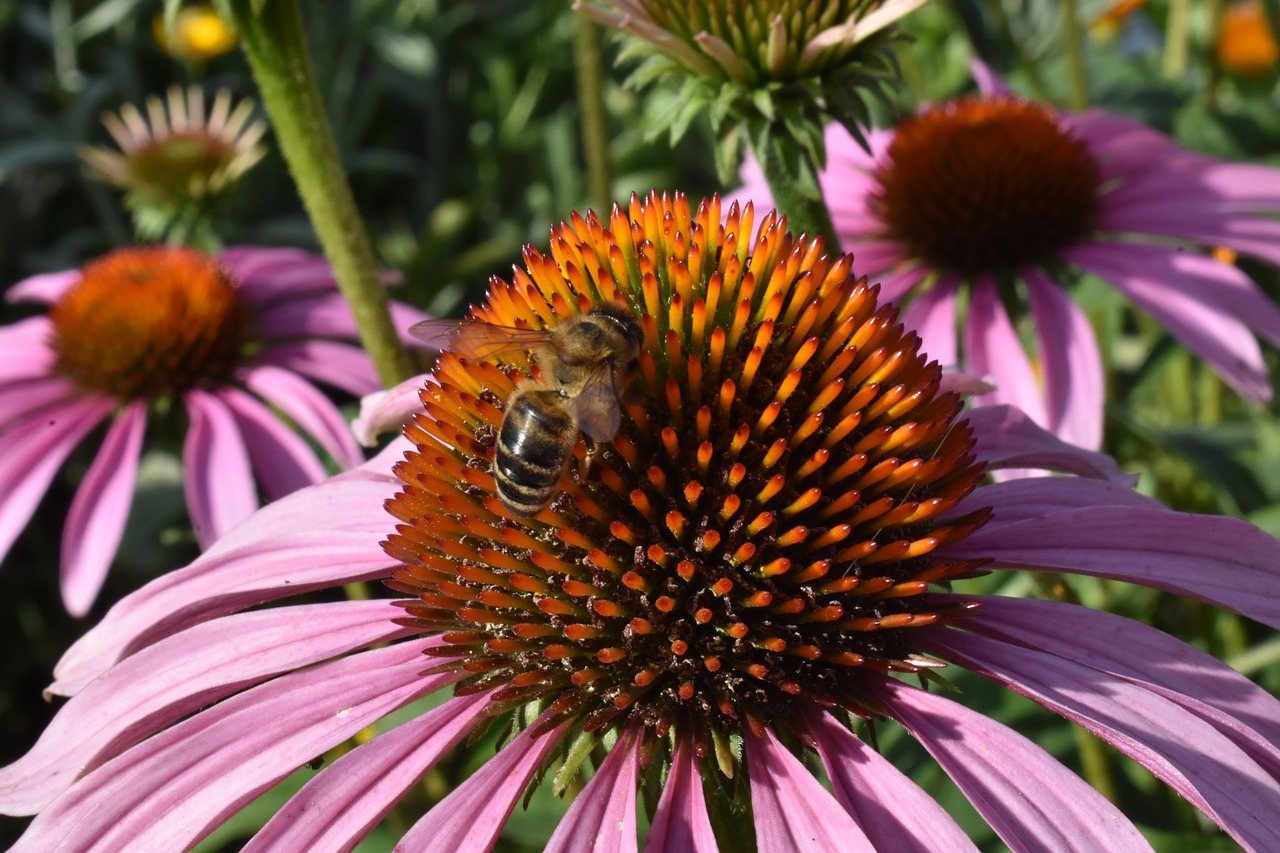 echinacea  purple  flower free photo