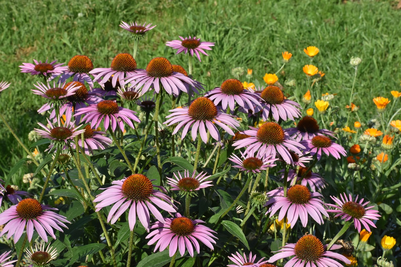 echinacea  purple  bush free photo