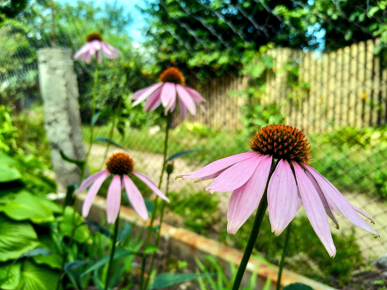 echinacea  flowers  summer free photo