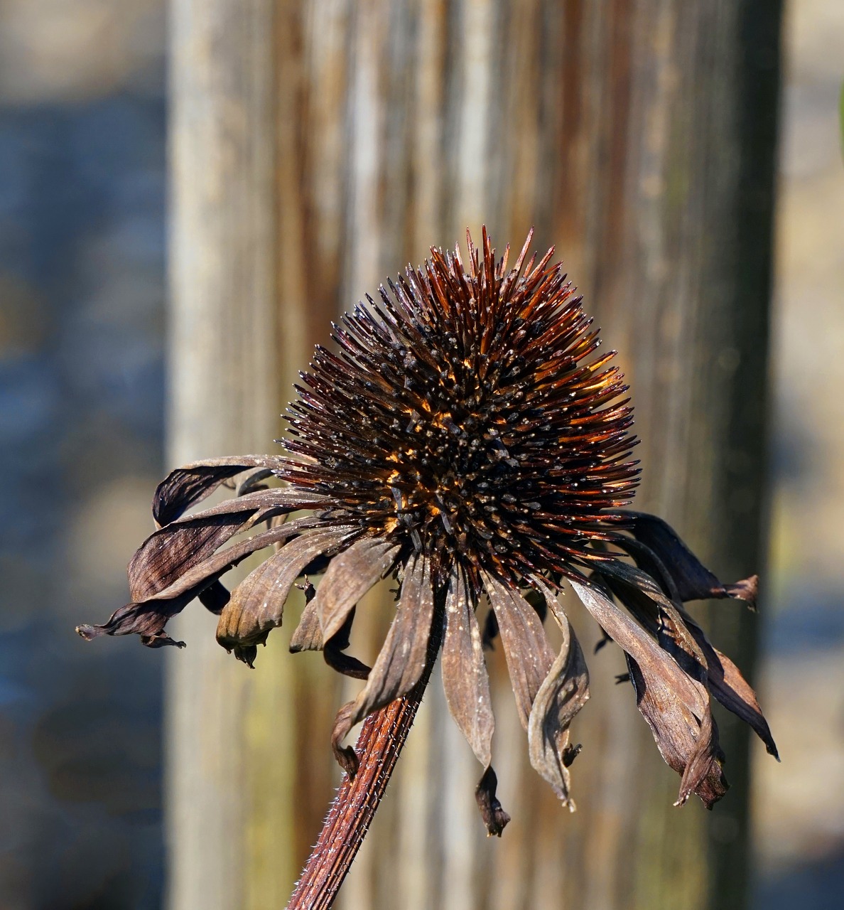 echinacea  flower  faded free photo