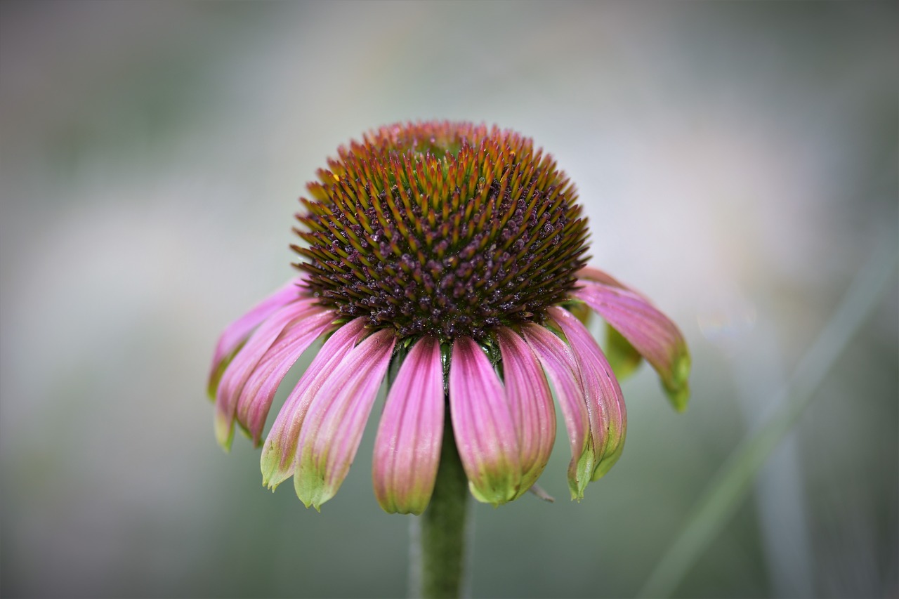 echinacea  coneflower  blossom free photo