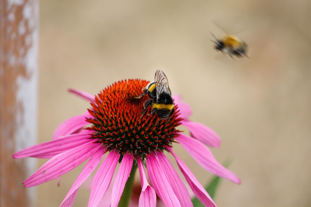 echinacea  bumble bee  coneflower free photo
