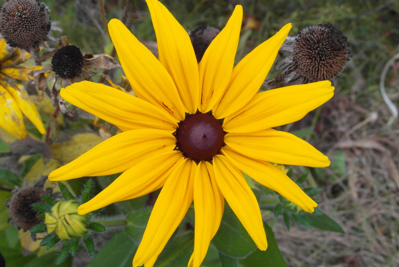 echinacea  rudbekia  yellow free photo