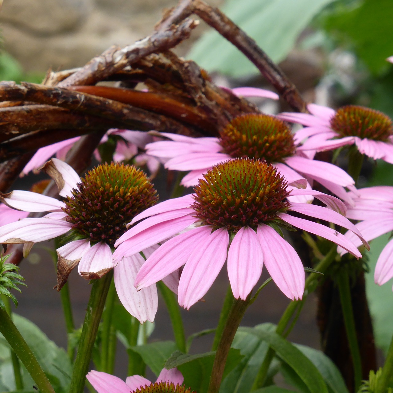 echinacea sun hat flowers free photo