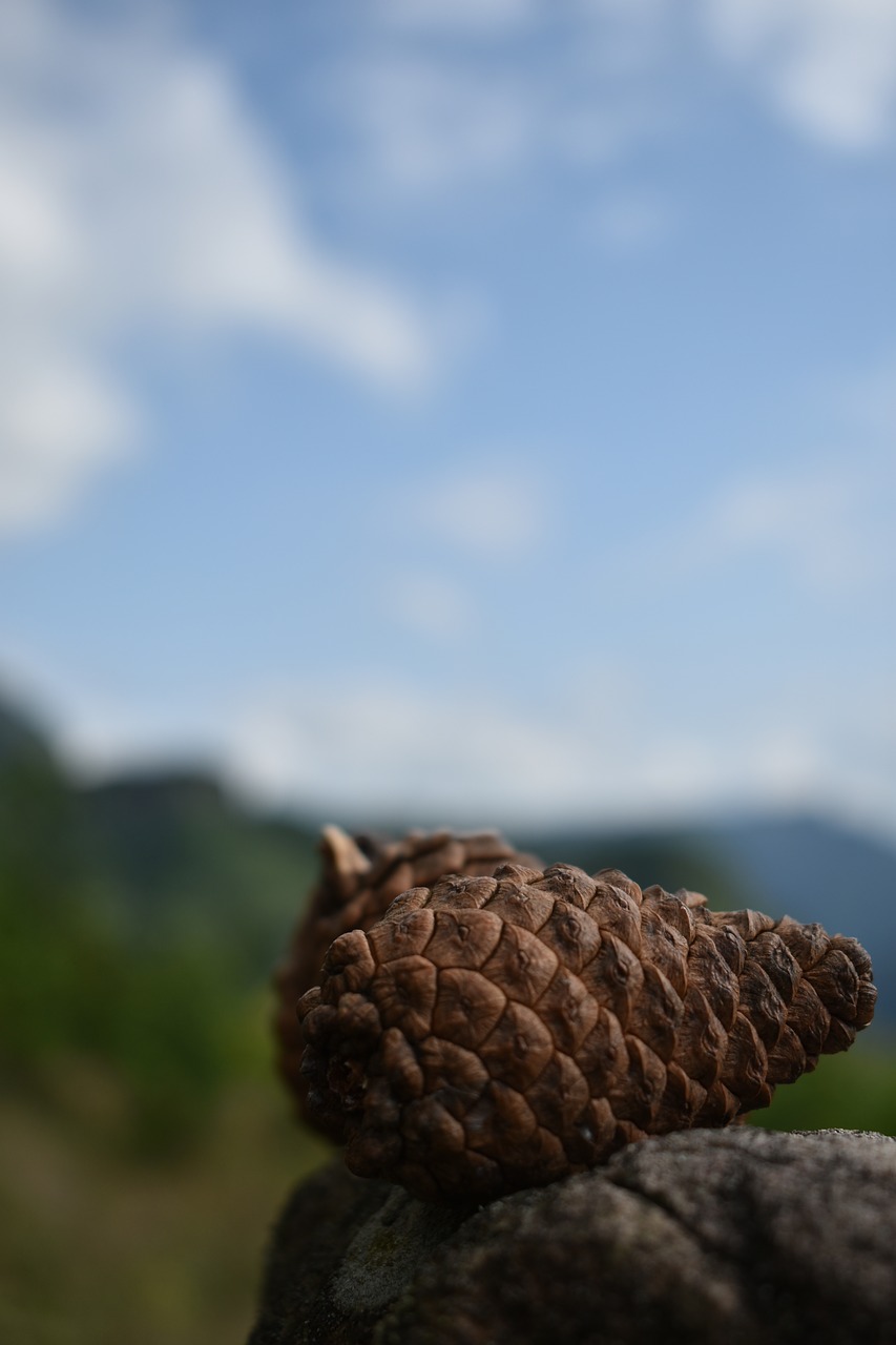 echinacea  mountain  the wild free photo