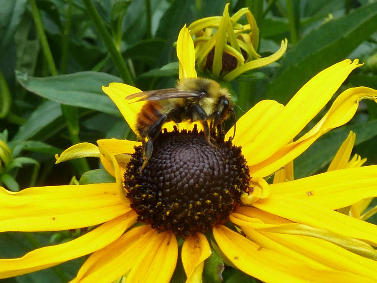 echinacea flower yellow free photo