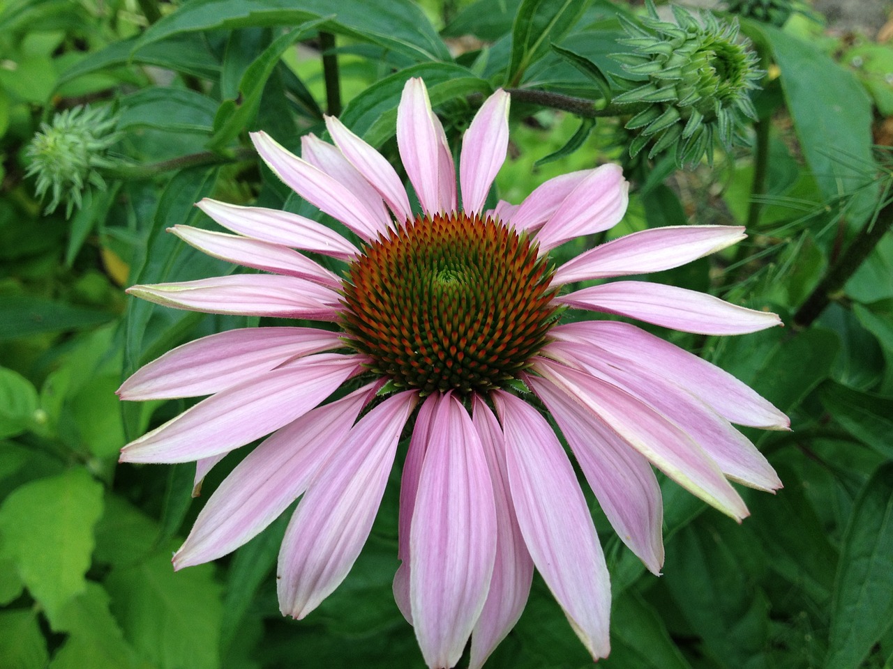 echinacea  flower  coneflower free photo