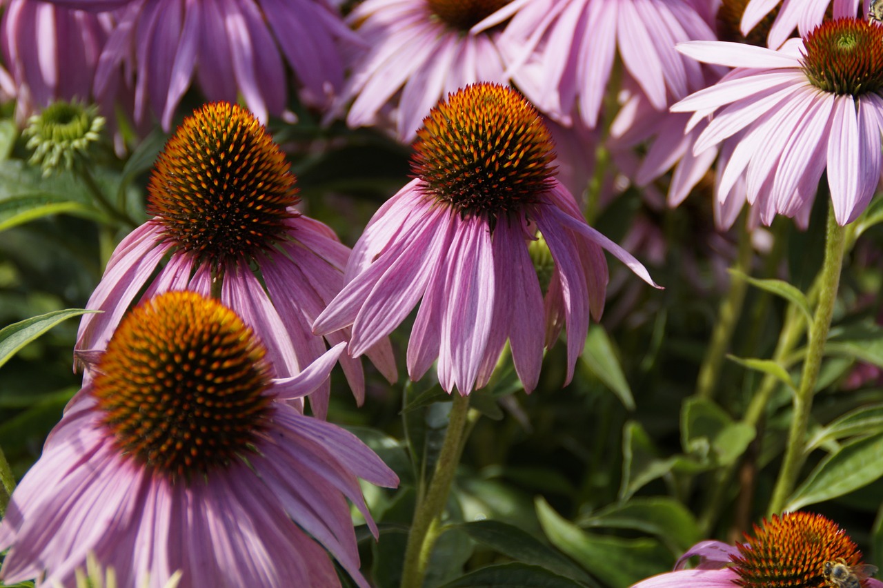 echinacea flowers sun hat free photo