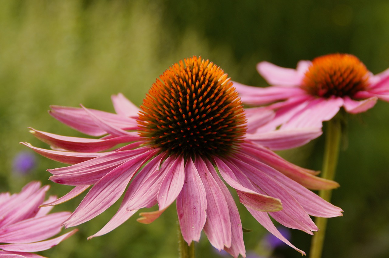 echinacea sun hat blossom free photo