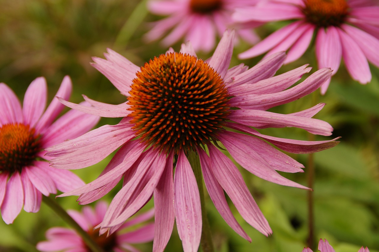 echinacea sun hat blossom free photo