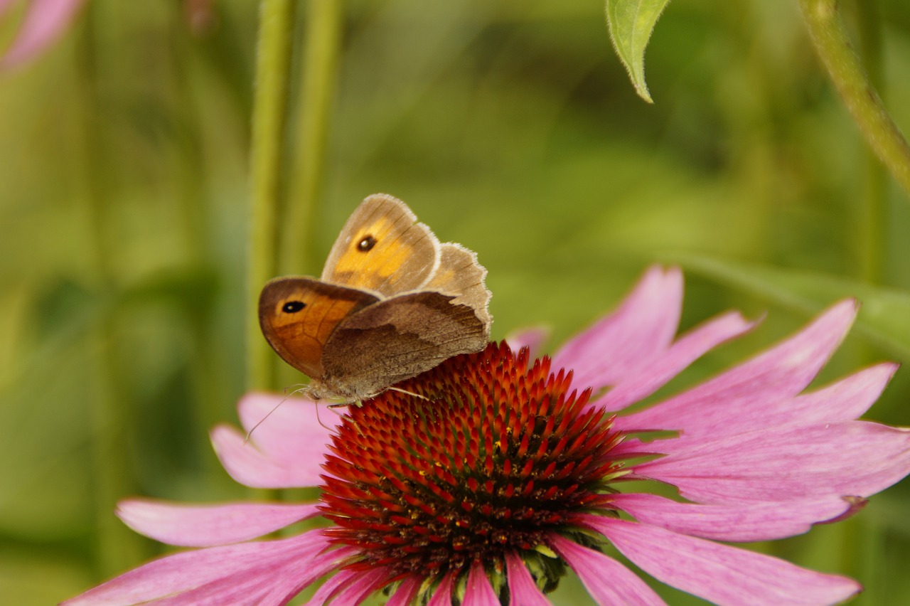 echinacea sun hat blossom free photo