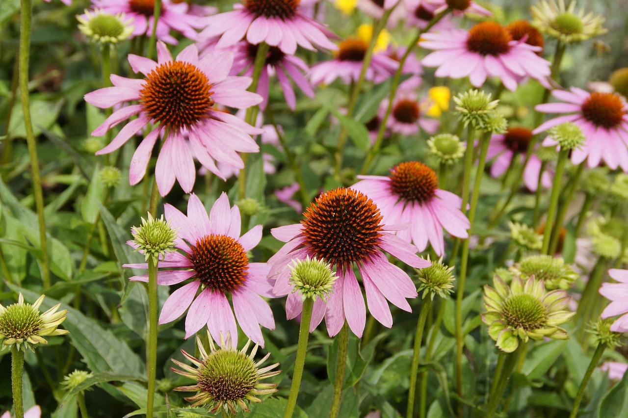 echinacea sun hat pink free photo