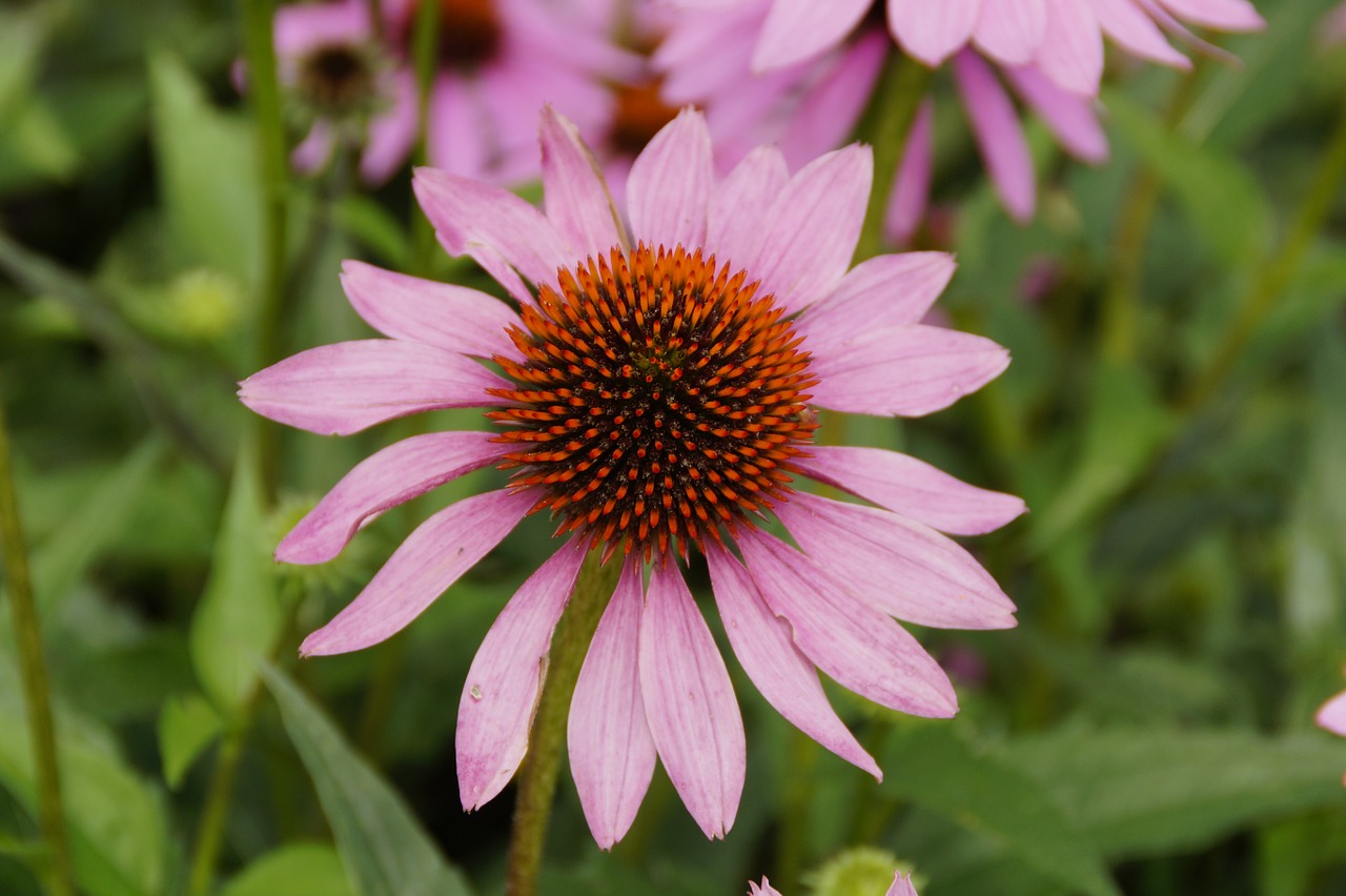 echinacea sun hat pink free photo