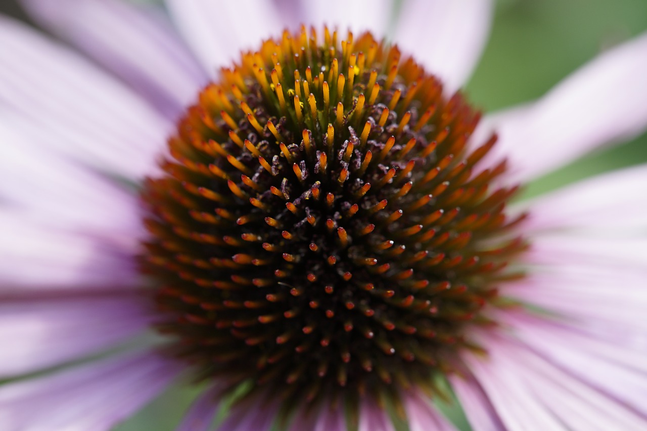 echinacea detail close free photo