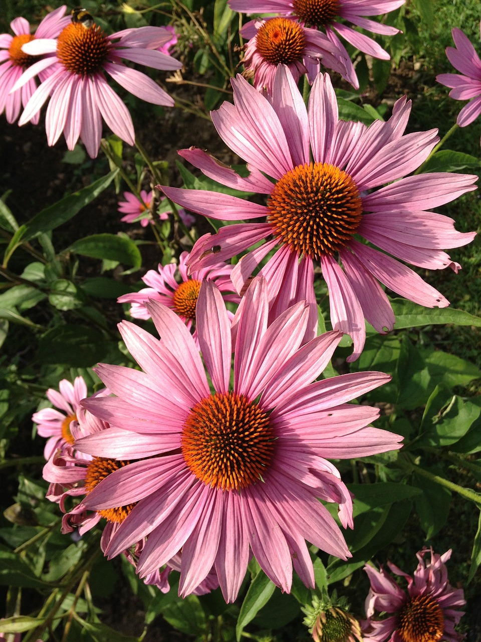 echinacea flowers sun hat free photo