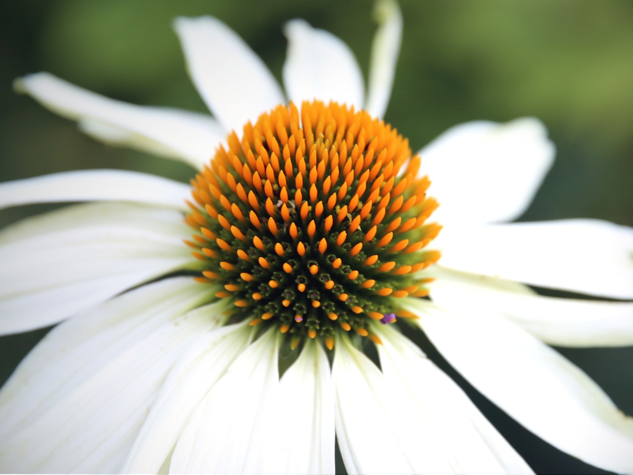 echinacea sun hat blossom free photo