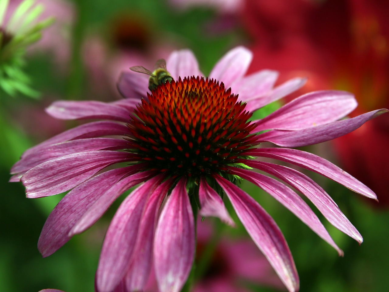 echinacea sun hat blossom free photo