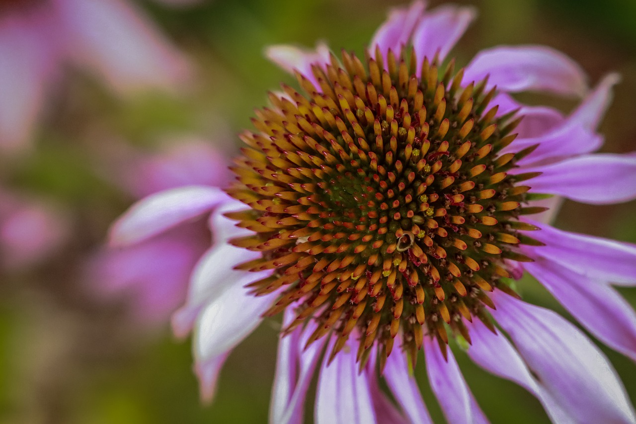 echinacea  flower  vine free photo