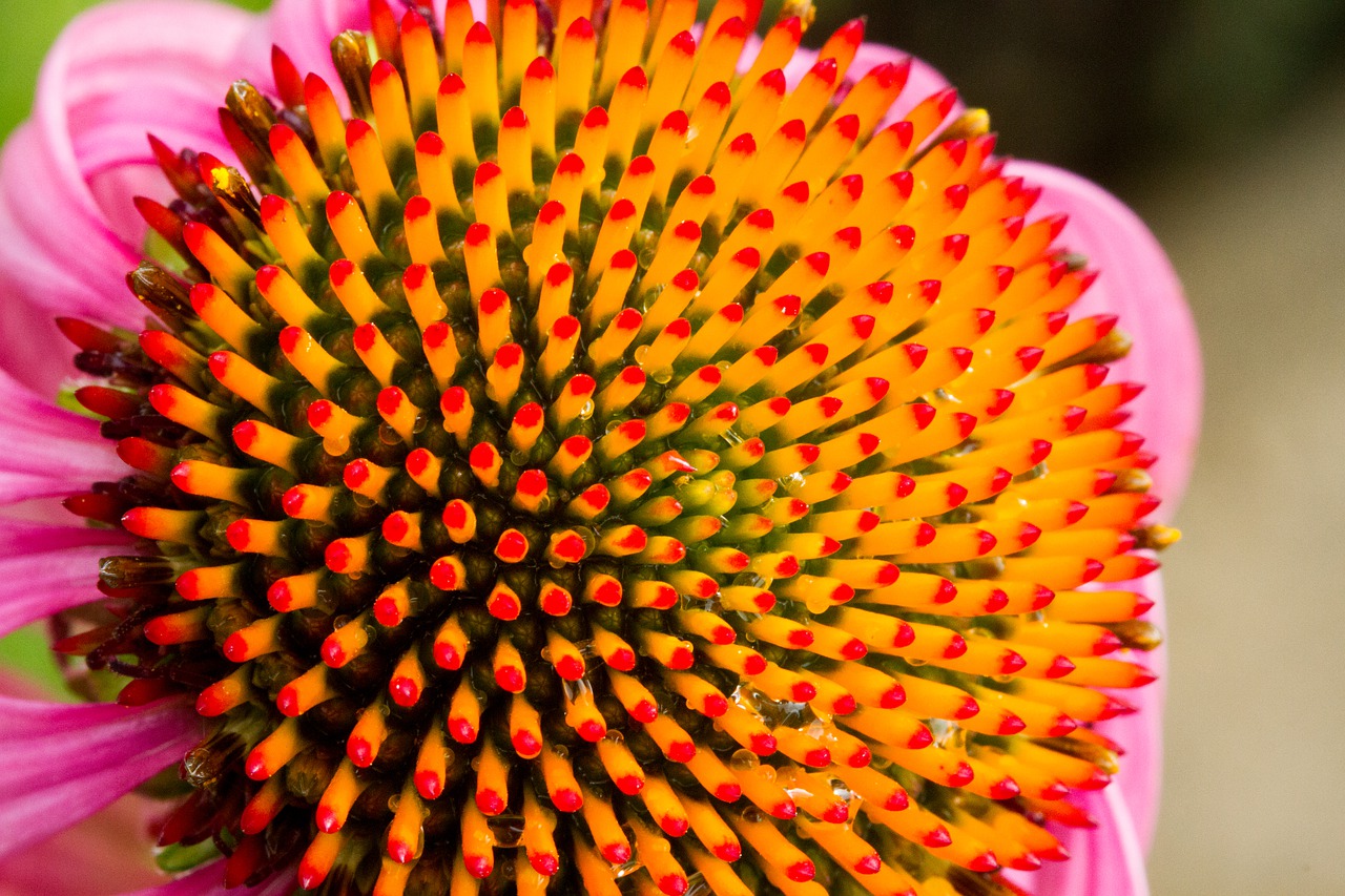 echinacea  flower  vine free photo