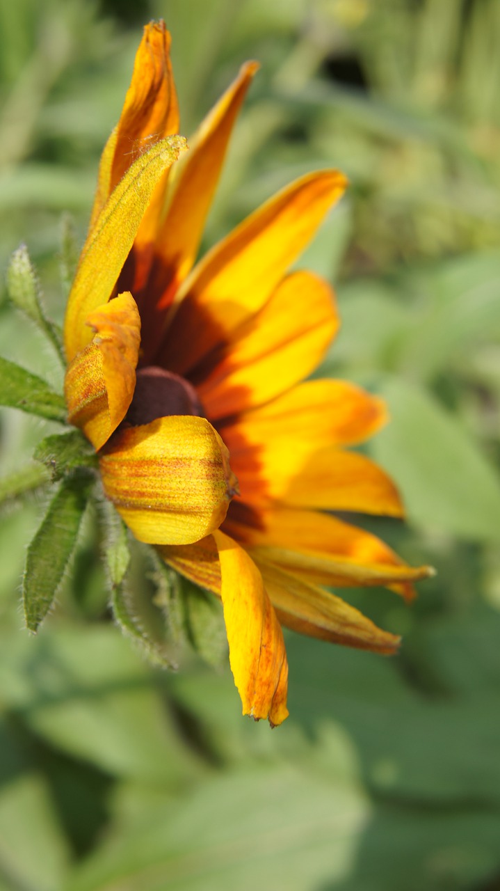 echinacea  wildflowers  flower free photo