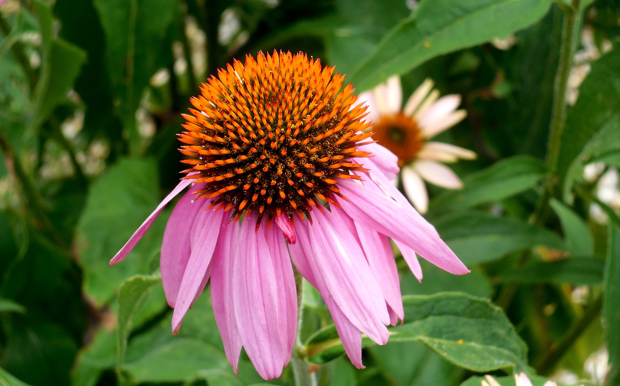 echinacea  plant  flower free photo