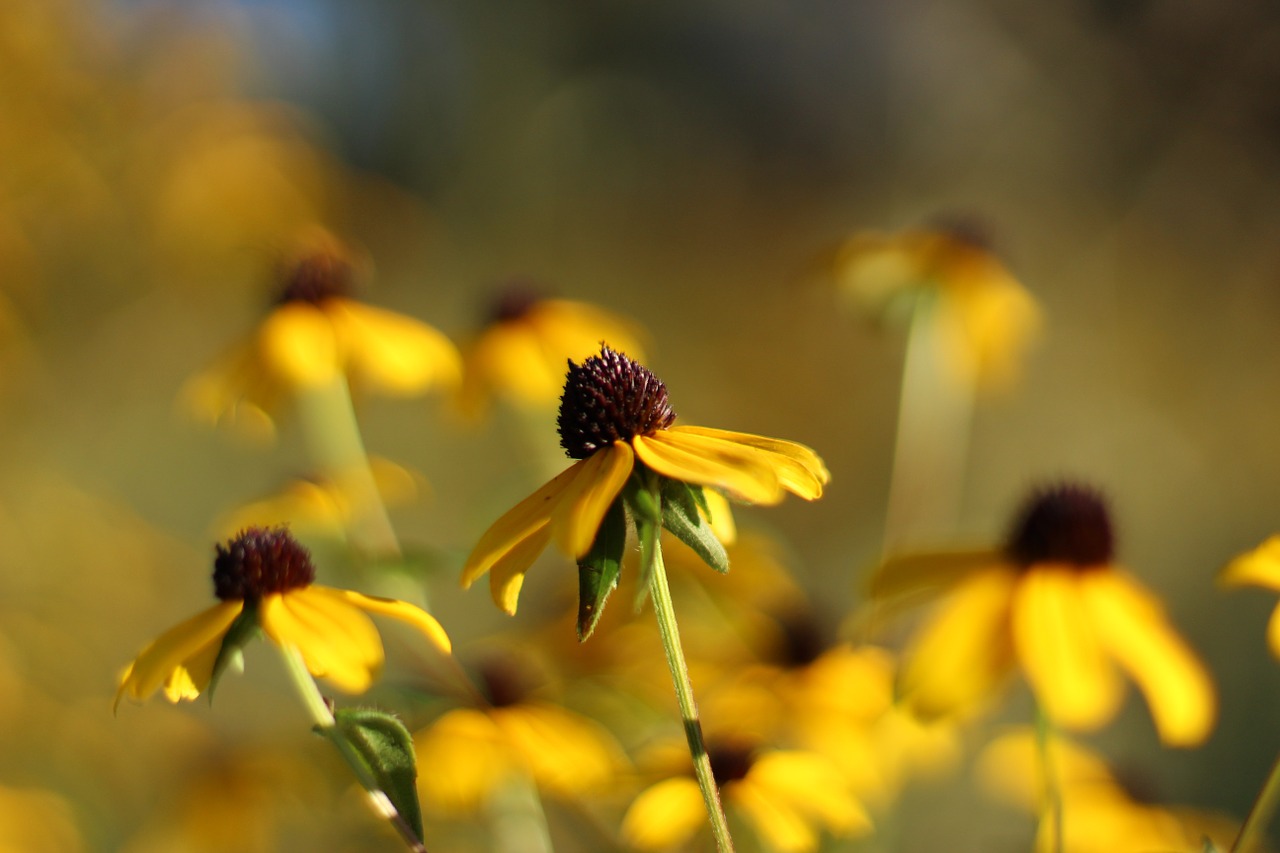 echinacea flowers fall free photo