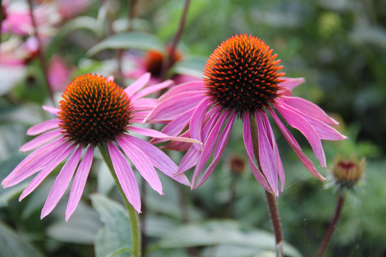 echinacea medicinal plant sun hat free photo