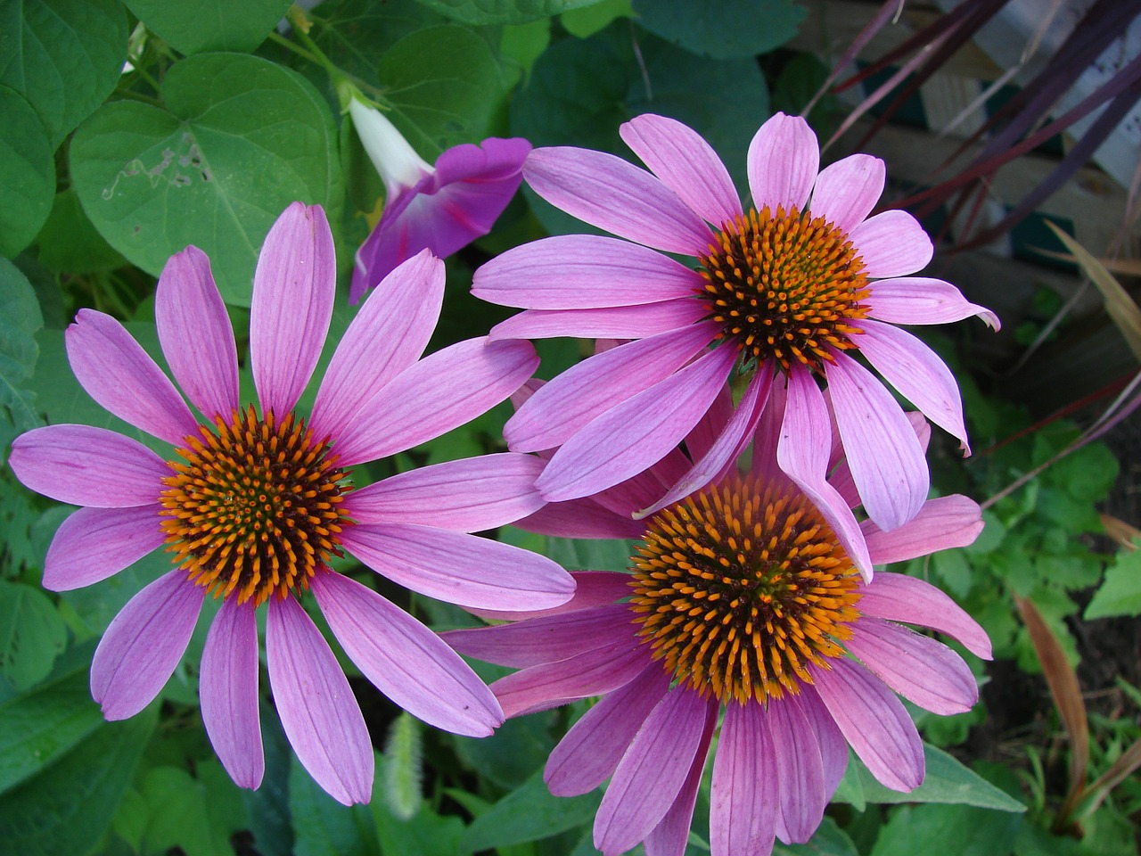 echinacea coneflower flower free photo