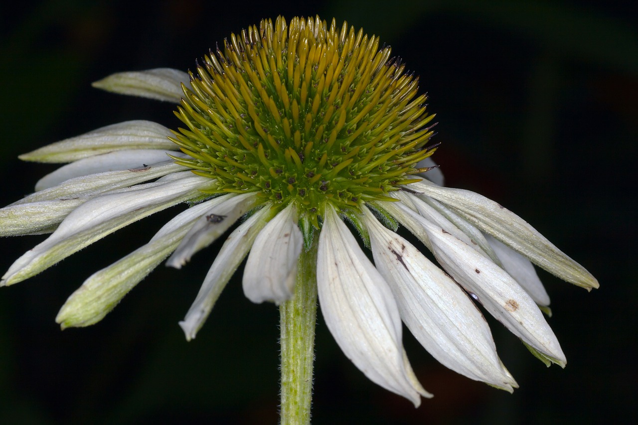 echinacea macro white free photo