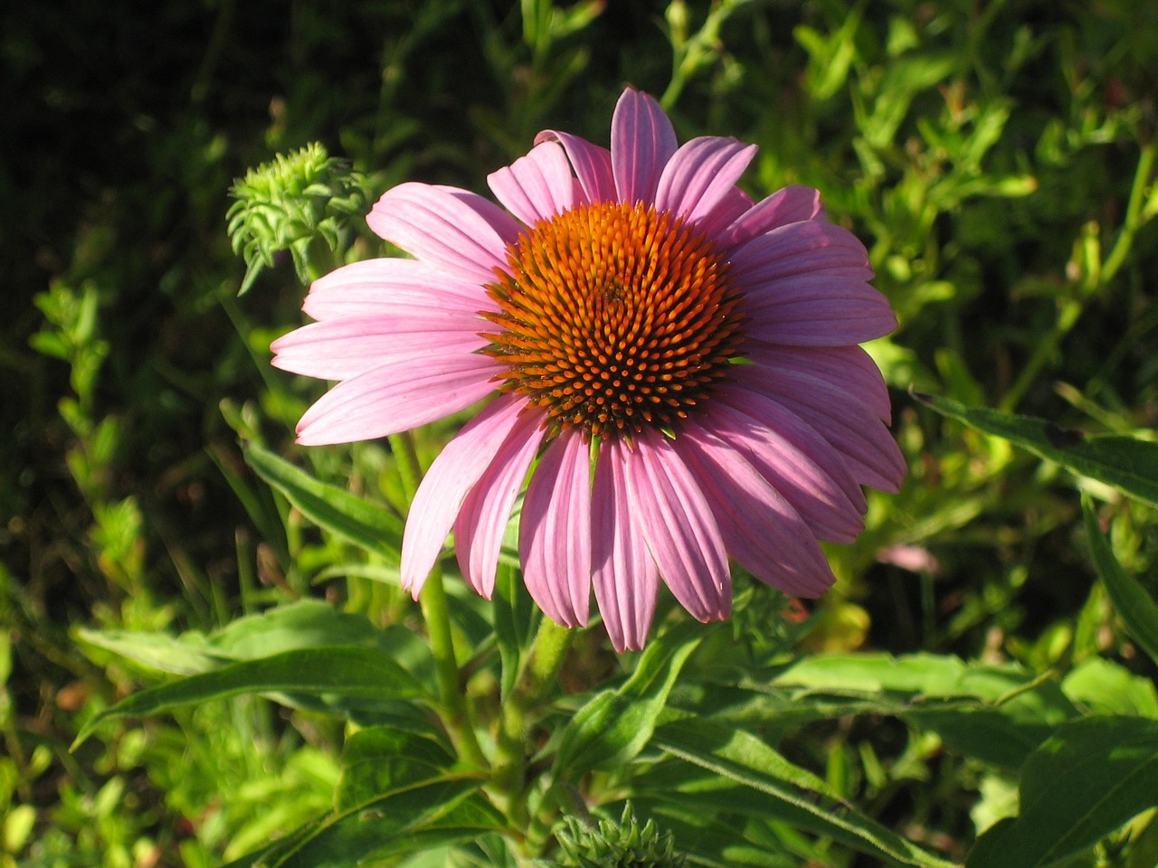 echinacea flower pink free photo