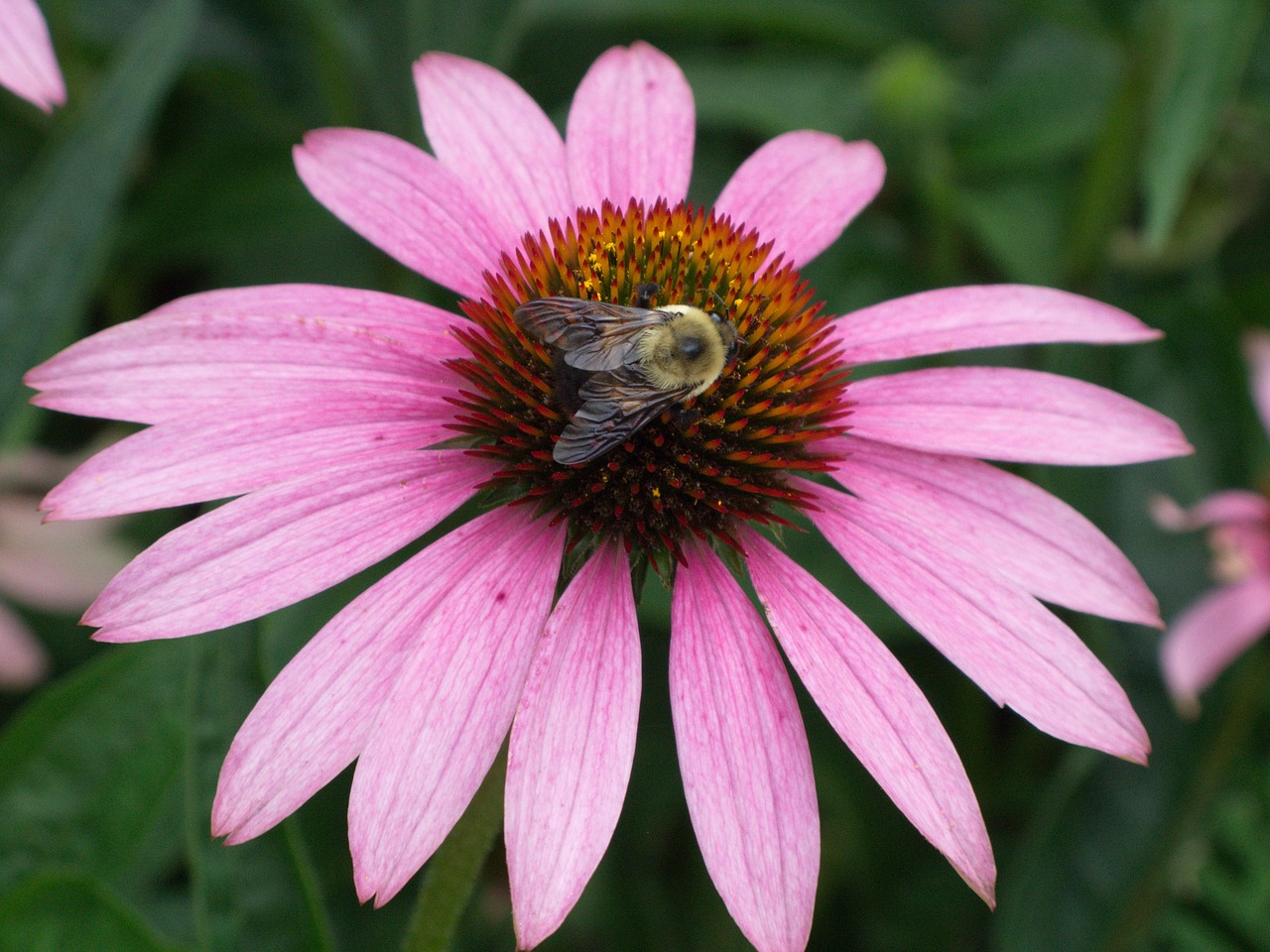 echinacea flower pink free photo