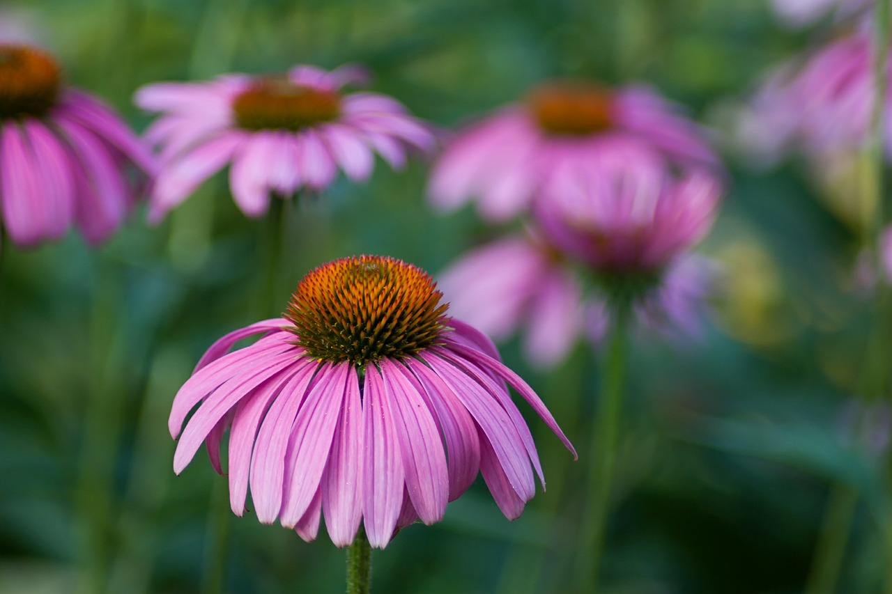 echinacea flower herbal free photo