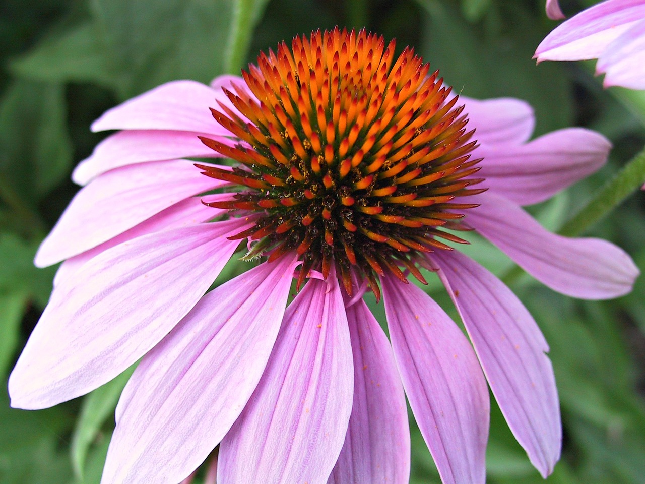 echinacea flower pink free photo