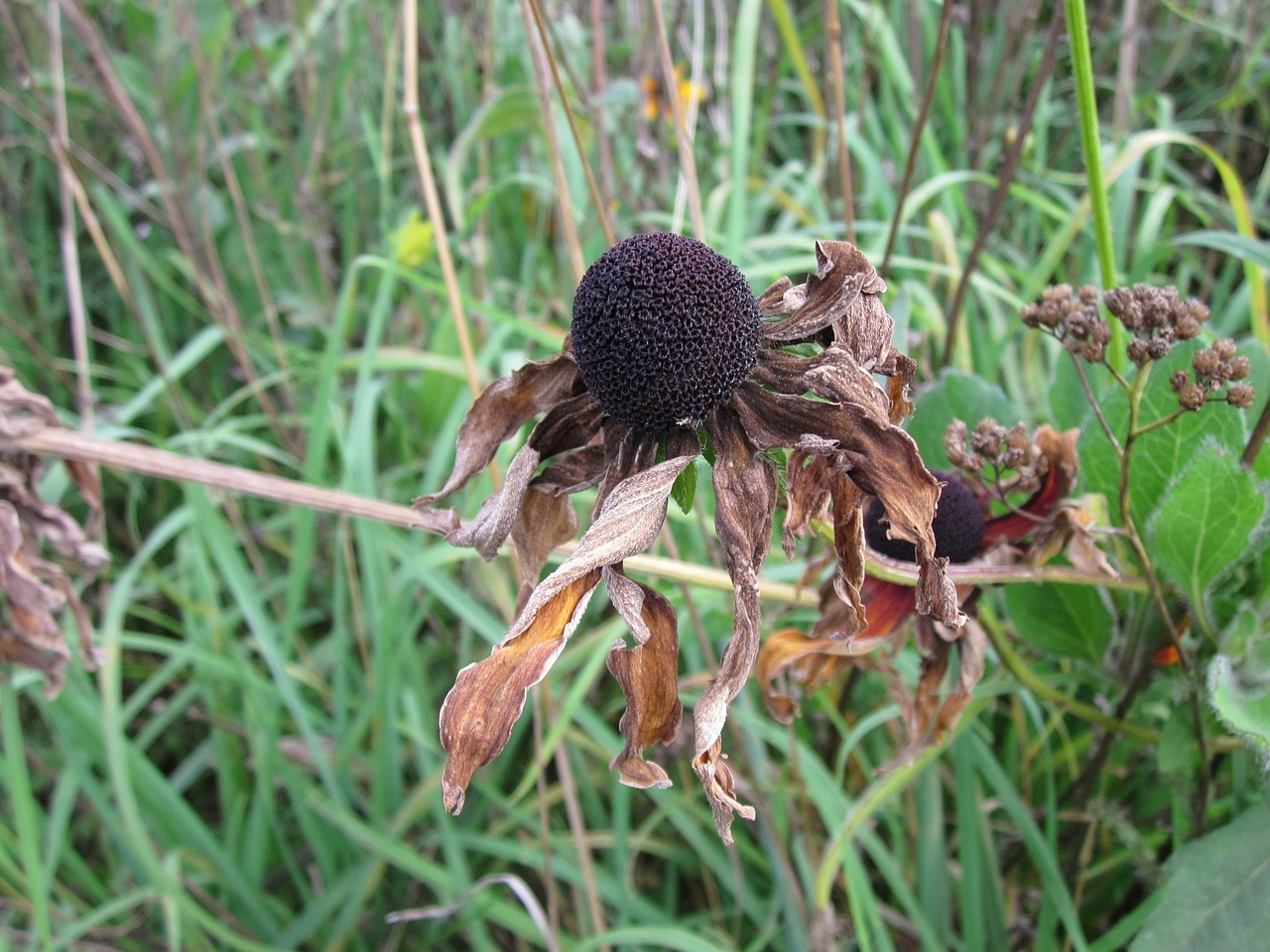 echinacea wildflower daisy free photo