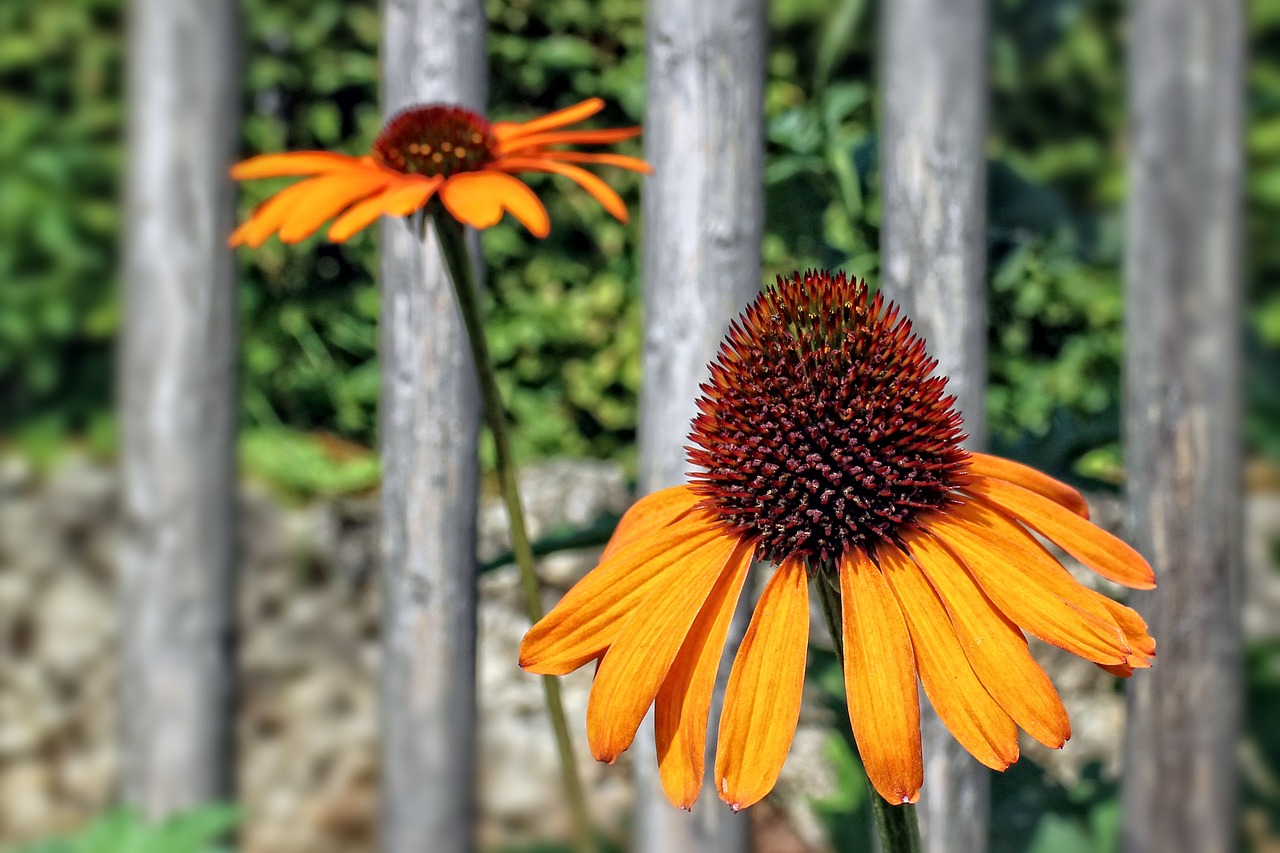 echinacea herbaceous flowering plant sun hat free photo