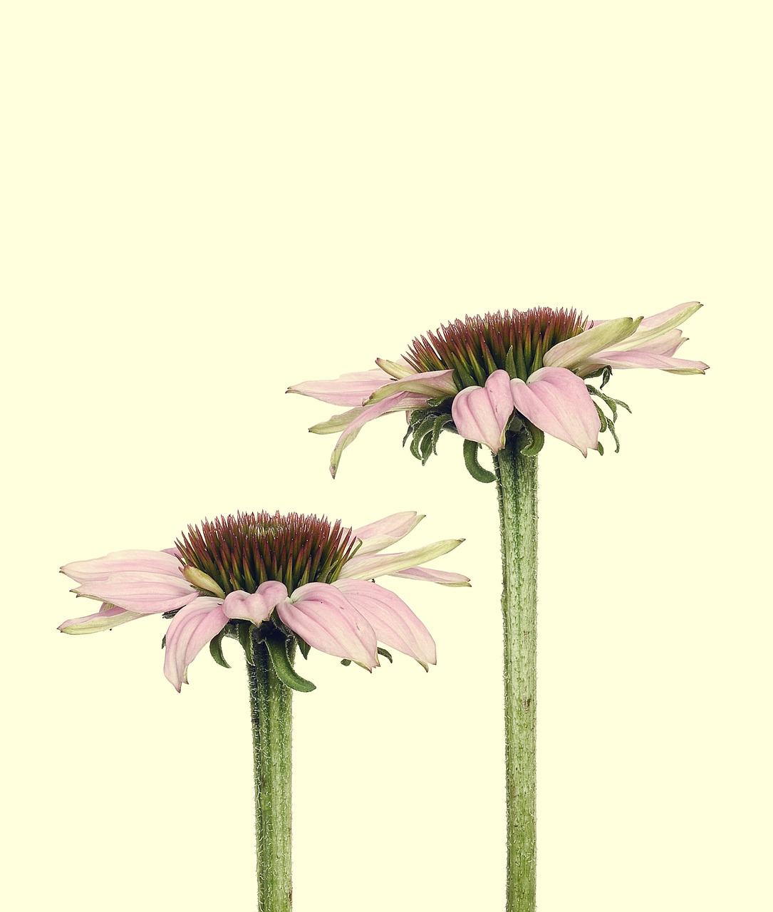 echinacea blossom bloom free photo