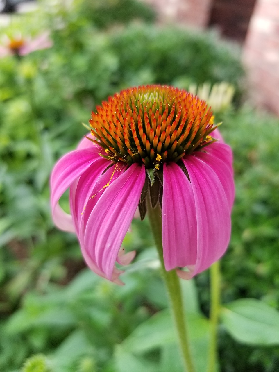 echinacea angustifolia  cone flower  spring free photo