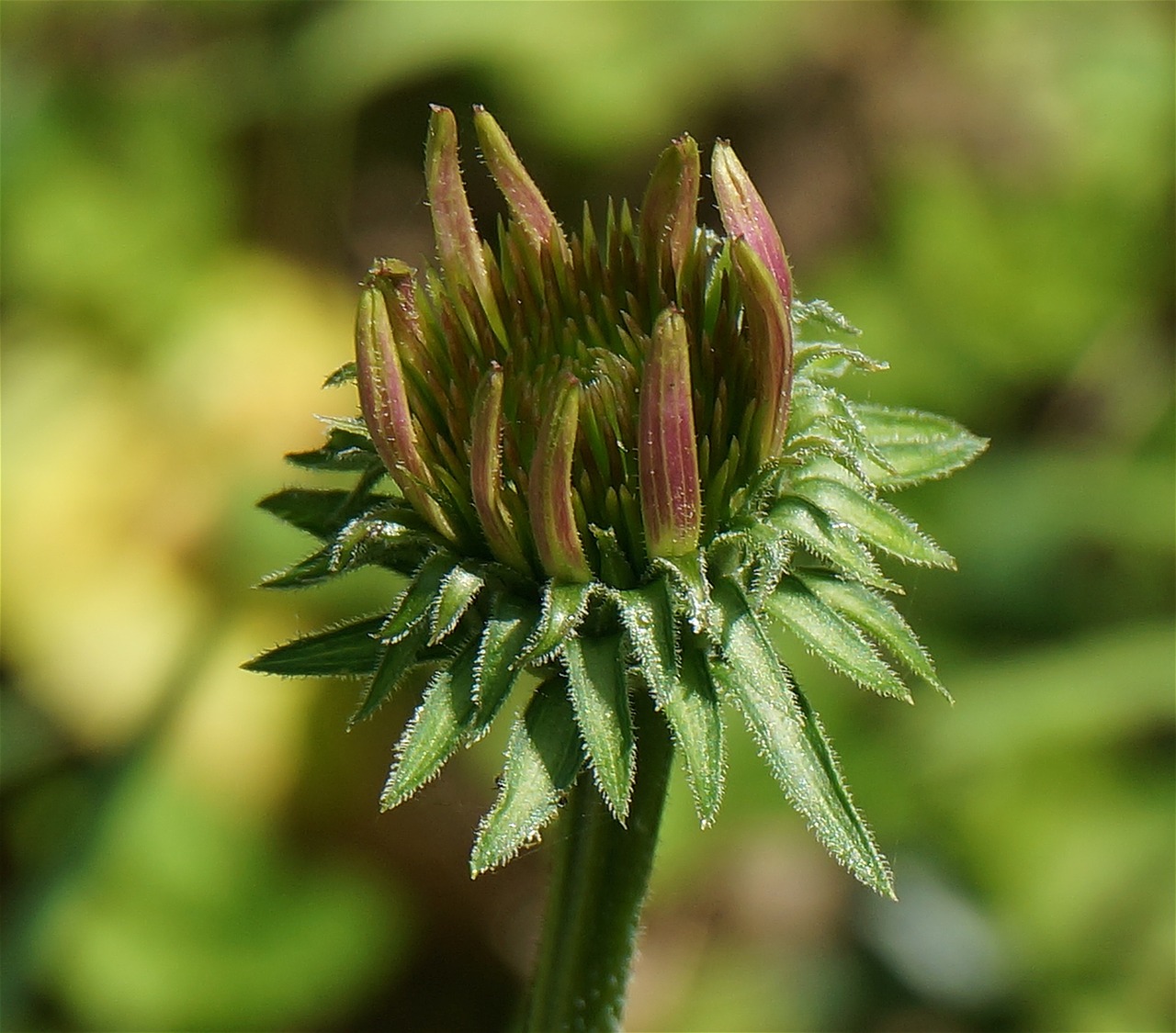 echinacea bud echinacea cone flower free photo