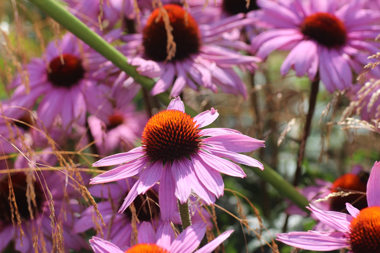 echinacea flowers  coneflower  colorful free photo