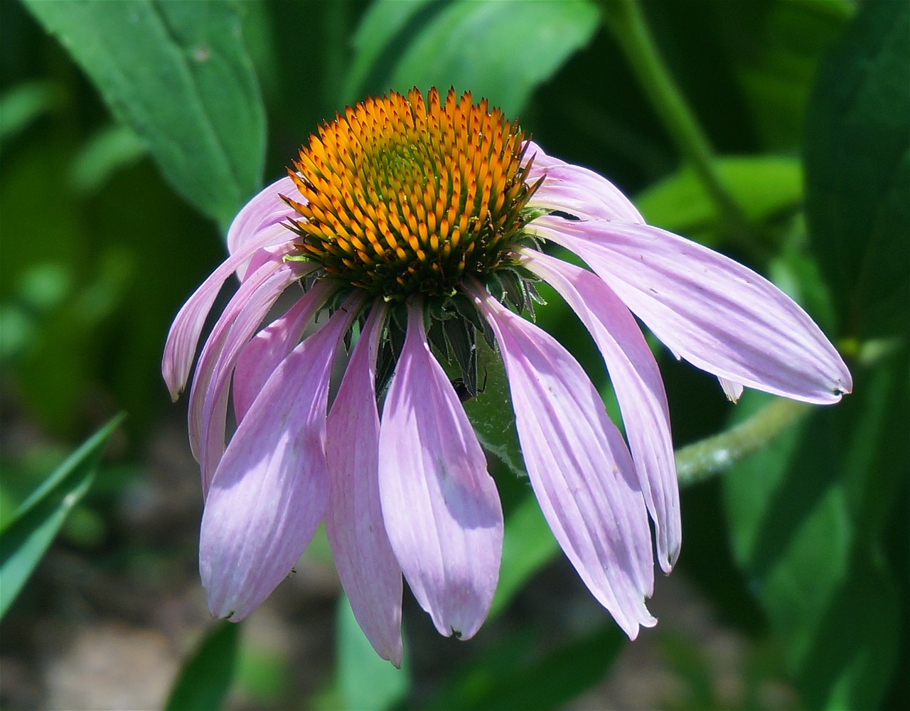 echinacea fully open echinacea cone flower free photo