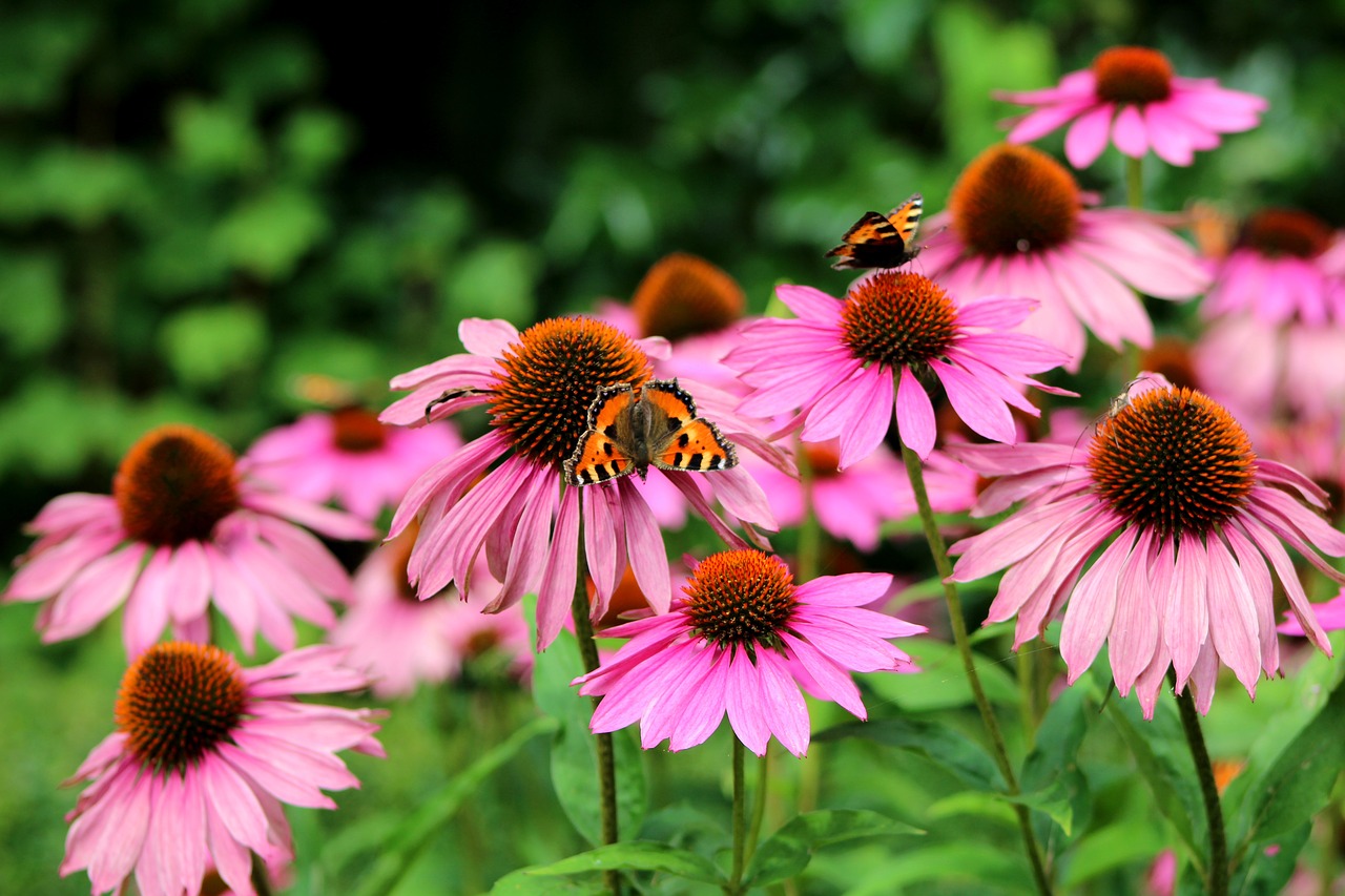 echinacea purperea  sun hat  flowers free photo