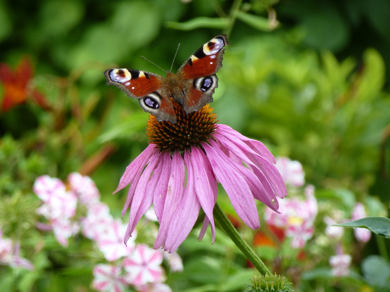 echinacea purpurea summer shrub free photo